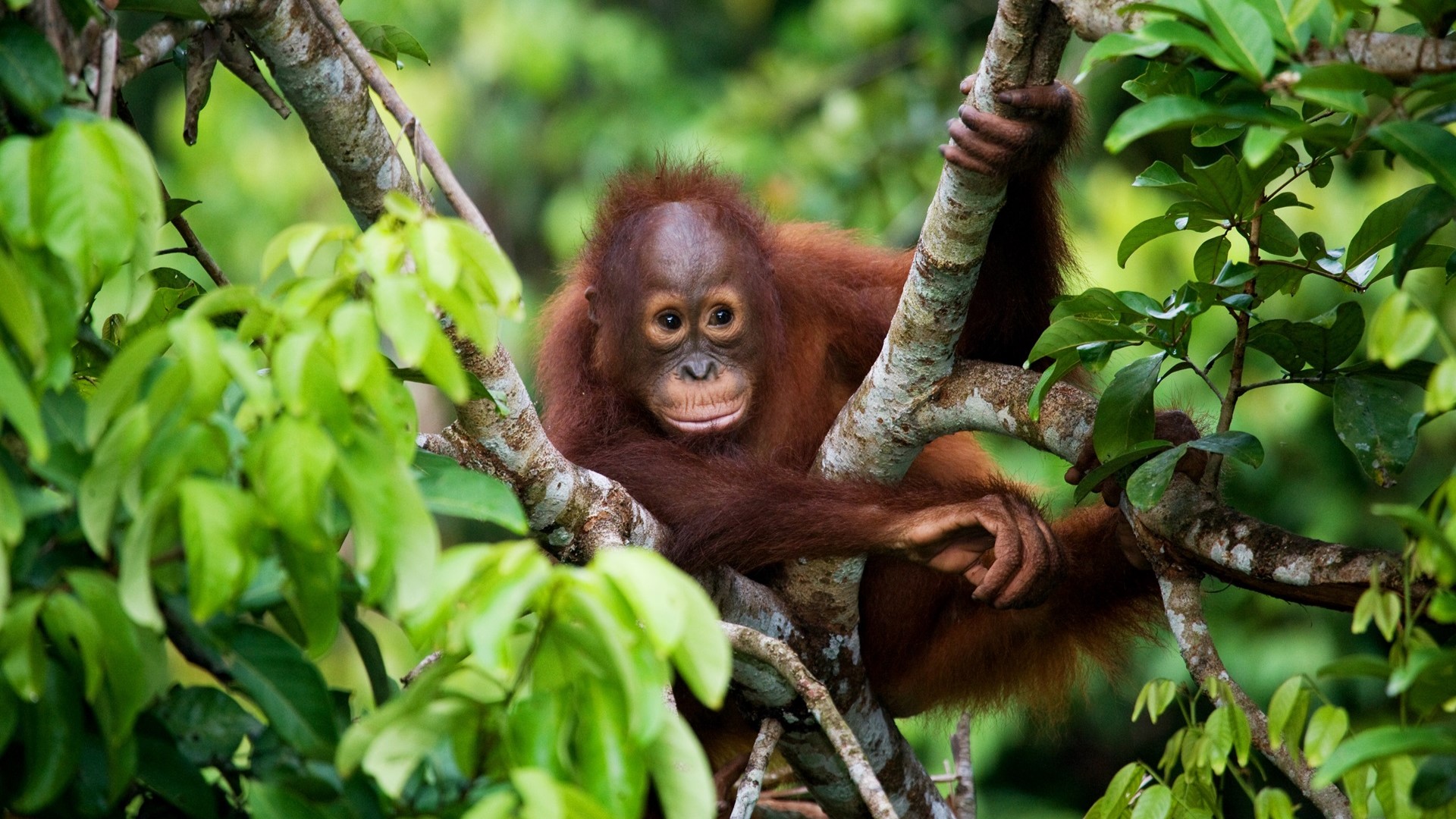 Kuala Lumpur & Borneo
